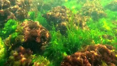 Su altında yaşam, yeşil algler Enteromorpha ve kırmızı algler Porphyra ve seramium taşlarda sallanıyor