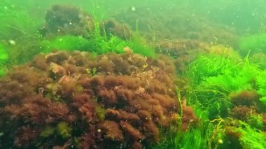 Karadeniz 'in sualtı manzarasında, kıyıya yakın kayalıklarda yeşil ve kırmızı algler.