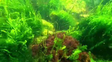 Su altında yaşam, yeşil algler Enteromorpha ve kırmızı algler Porphyra ve seramium taşlarda sallanıyor