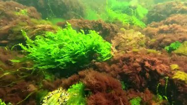 Sualtı yaşamı, yeşil algler Enteromorpha ve kırmızı algler Porphyra ve Seramium baharda Karadeniz kıyısındaki sığ bir derinlikte taşlarda sallanırlar.