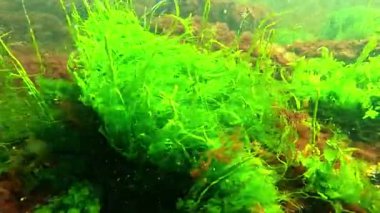 Sualtı yaşamı, yeşil algler Enteromorpha ve kırmızı algler Porphyra ve Seramium baharda Karadeniz kıyısındaki sığ bir derinlikte taşlarda sallanırlar.