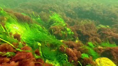Sualtı yaşamı, yeşil algler Enteromorpha ve kırmızı algler Porphyra ve Seramium baharda Karadeniz kıyısındaki sığ bir derinlikte taşlarda sallanırlar.
