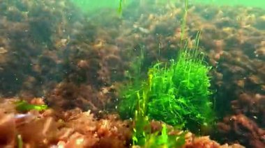 Karadeniz 'in sualtı manzarasında, kıyıya yakın kayalıklarda yeşil ve kırmızı algler.