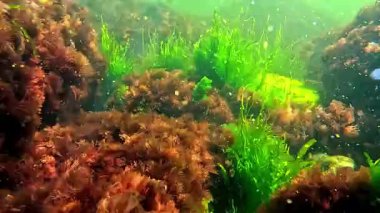 Sualtı yaşamı, yeşil algler Enteromorpha ve kırmızı algler Porphira ve Seramium ilkbaharda kıyıya yakın kayalıklarda.