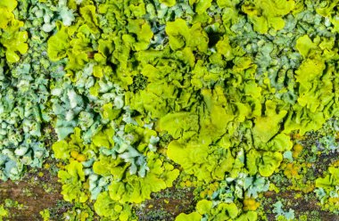 Odessa 'daki Karadeniz yakınlarındaki ıslak ağaç dallarında yetişen farklı türde kabuklu kertenkelelerin yakın çekimi.