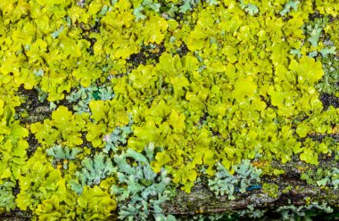 Xanthoria parietina ve kalın bir ağaç dalı olan Odessa 'da farklı liken türlerinden oluşan bir konsorsiyum.