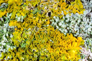 Xanthoria parietina and a consortium of different types of lichens on a thick tree branch, Odessa clipart