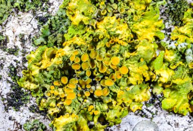 Karadeniz yakınlarındaki ağaç dallarında yetişen liken Xanthoria parietina 'nın üreme organlarının yakın çekimi