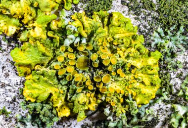 Karadeniz yakınlarındaki ağaç dallarında yetişen liken Xanthoria parietina 'nın üreme organlarının yakın çekimi