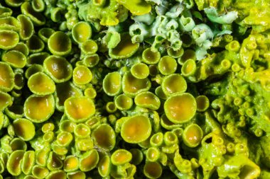 Karadeniz yakınlarındaki ağaç dallarında yetişen liken Xanthoria parietina 'nın üreme organlarının yakın çekimi