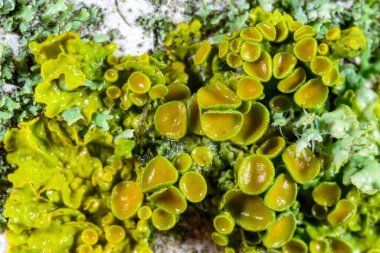 Karadeniz yakınlarındaki ağaç dallarında yetişen liken Xanthoria parietina 'nın üreme organlarının yakın çekimi