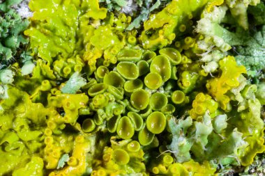 Karadeniz yakınlarındaki ağaç dallarında yetişen liken Xanthoria parietina 'nın üreme organlarının yakın çekimi