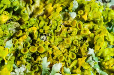 Karadeniz yakınlarındaki ağaç dallarında yetişen liken Xanthoria parietina 'nın üreme organlarının yakın çekimi