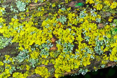 Odessa 'daki Karadeniz yakınlarındaki ıslak ağaç dallarında yetişen farklı türde kabuklu kertenkelelerin yakın çekimi.