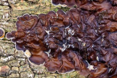Auricularia mezanterica - yaşlı bir ağaç kütüğünde büyüyen saprofitik mantar
