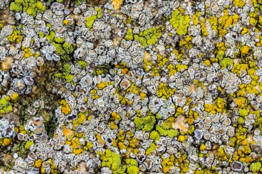 Karadeniz, Ukrayna yakınlarındaki beton bir iskelede yetişen tuza dayanıklı kabuklu kertenkeleler.