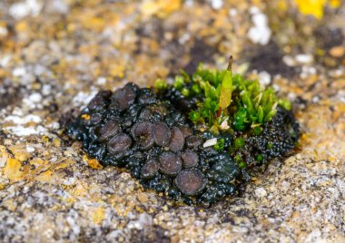 Karadeniz kıyısındaki kayalıklarda büyüyen üreme organları olan siyah kabuklu liken.