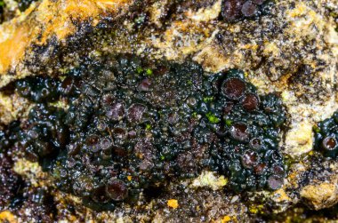 Karadeniz kıyısındaki kayalıklarda büyüyen üreme organları olan siyah kabuklu liken.