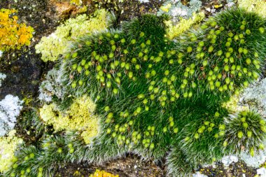 Grimmia pulvinata. Deniz kenarında ıslak taşlar üzerinde spor kutularıyla yosunları çoğaltıyor.