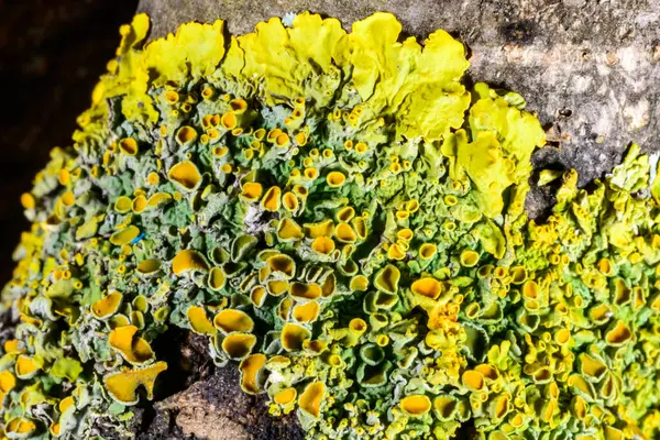 Odessa 'daki Karadeniz yakınlarındaki ıslak ağaç dallarında yetişen farklı türde kabuklu kertenkelelerin yakın çekimi.