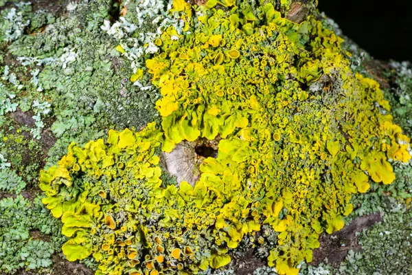 Odessa 'daki Karadeniz yakınlarındaki ıslak ağaç dallarında yetişen farklı türde kabuklu kertenkelelerin yakın çekimi.