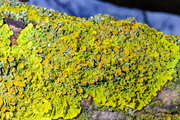 Odessa 'daki Karadeniz yakınlarındaki ıslak ağaç dallarında yetişen farklı türde kabuklu kertenkelelerin yakın çekimi.