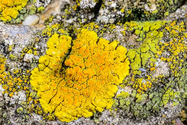 Karadeniz, Ukrayna yakınlarındaki beton bir iskelede yetişen tuza dayanıklı kabuklu kertenkeleler.