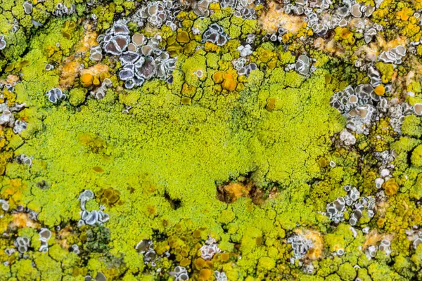 Karadeniz, Ukrayna yakınlarındaki beton bir iskelede yetişen tuza dayanıklı kabuklu kertenkeleler.