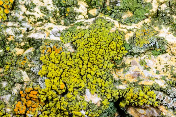 Karadeniz, Ukrayna yakınlarındaki beton bir iskelede yetişen tuza dayanıklı kabuklu kertenkeleler.