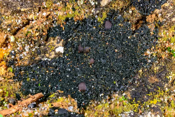 Karadeniz kıyısındaki kayalıklarda yetişen üreme organları olan siyah kabuklu liken, Ukrayna Odessa