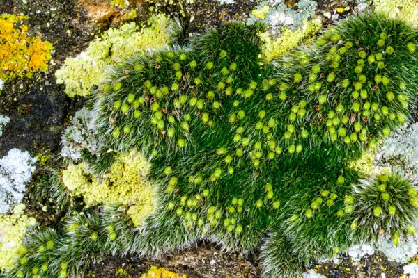 Grimmia pulvinata. Deniz kenarında ıslak taşlar üzerinde spor kutularıyla yosunları çoğaltıyor.
