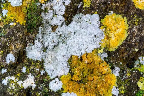 Karadeniz yakınlarındaki beton bir iskelede yetişen tuzlu su yosunu, Odessa