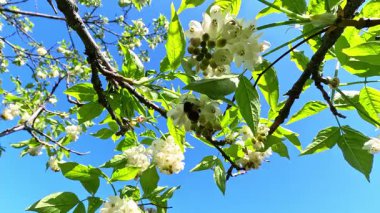 Kafkas mesanesi Staphylea colchica,