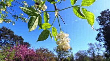 Kafkas mesanesi Staphylea colchica,