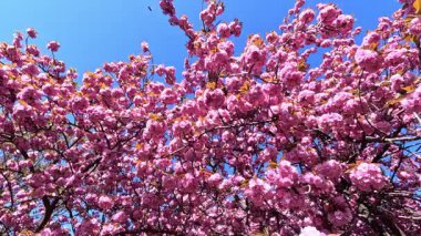 Japon kiraz çiçeklerinin dalları Pembe çiçekler, Sakura bahar çiçekleri. Japon çiçekli kiraz ağacı.