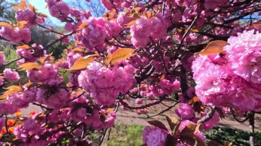 Japon kiraz çiçeklerinin dalları Pembe çiçekler, Sakura bahar çiçekleri. Japon çiçekli kiraz ağacı.