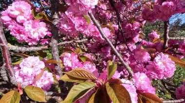 Japon kiraz ağacı, Japon kiraz dalları Pembe çiçekli Japon kiraz çiçekleri, Sakura bahar çiçekleri, Odessa