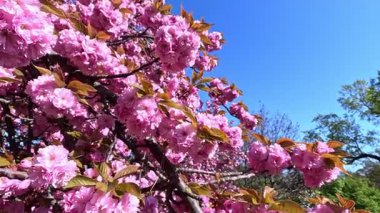 Japon kiraz çiçeklerinin dalları Pembe çiçekler, Sakura bahar çiçekleri. Japon çiçekli kiraz ağacı.