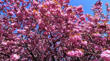 Japon kiraz ağacı, Japon kiraz dalları Pembe çiçekli Japon kiraz çiçekleri, Sakura bahar çiçekleri, Odessa