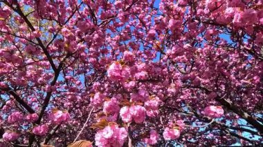Japon kiraz çiçeklerinin dalları Pembe çiçekler, Sakura bahar çiçekleri. Japon çiçekli kiraz ağacı.