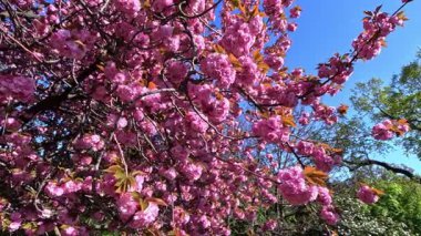 Japon kiraz ağacı, Japon kiraz dalları Pembe çiçekli Japon kiraz çiçekleri, Sakura bahar çiçekleri, Odessa