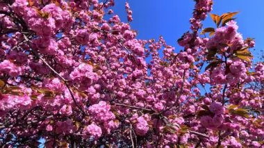 Japon kiraz çiçeklerinin dalları Pembe çiçekler, Sakura bahar çiçekleri. Japon çiçekli kiraz ağacı.