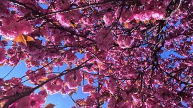 Japon kiraz ağacı, Japon kiraz dalları Pembe çiçekli Japon kiraz çiçekleri, Sakura bahar çiçekleri, Odessa