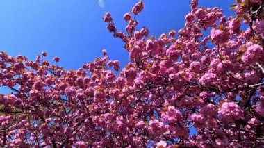 Japon kiraz ağacı, Japon kiraz dalları Pembe çiçekli Japon kiraz çiçekleri, Sakura bahar çiçekleri, Odessa