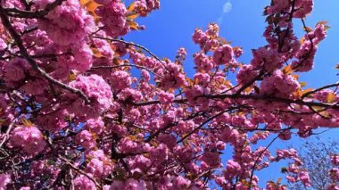 Japon kiraz çiçeklerinin dalları Pembe çiçekler, Sakura bahar çiçekleri. Japon çiçekli kiraz ağacı.
