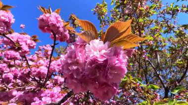 Japon kiraz ağacı, Japon kiraz dalları Pembe çiçekli Japon kiraz çiçekleri, Sakura bahar çiçekleri