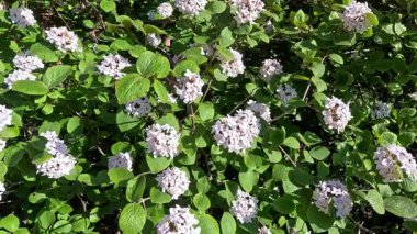 Viburnum sp., Süslü çalı viburum Infloresans beyaz kokulu çiçeklerle