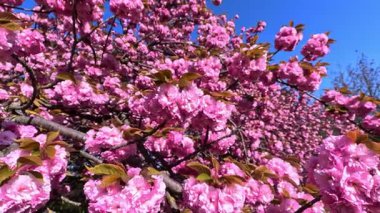 Japon kiraz ağacı, Japon kiraz dalları Pembe çiçekli Japon kiraz çiçekleri, Sakura bahar çiçekleri