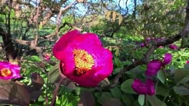 Bahçede çiçek açan kırmızı şakayık, Odessa