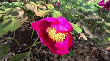 Arılar bahçede kırmızı bir şakayık çiçeğinin içinde polen ve nektar toplarlar.